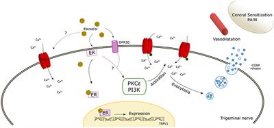 TRP Channels as Potential Targets for <mark class="highlighted">Sex-Related Differences</mark> in Migraine Pain